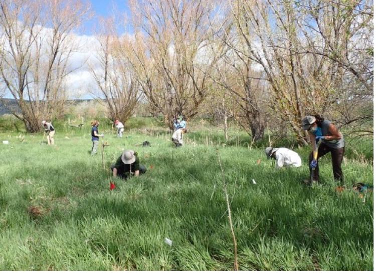 people digging or planting in a grassy field