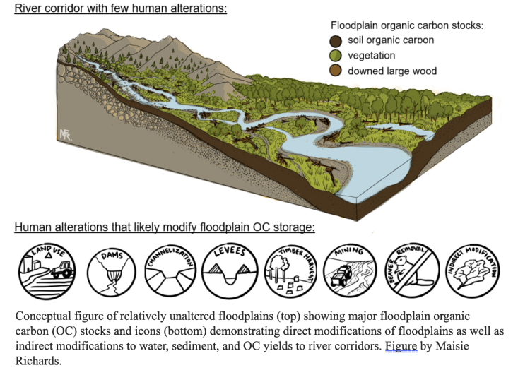 Conceptual figure of relatively unaltered floodplains