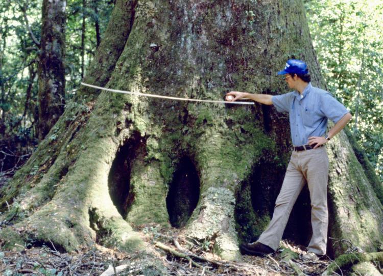 man measuring circumference of large tree in Chilean forest