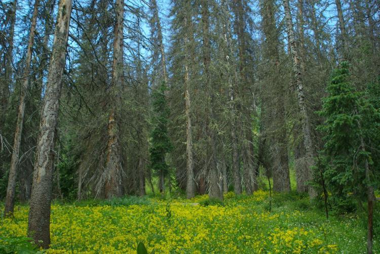 A stand of mature dead trees and younger, living trees with green foliage in the foreground