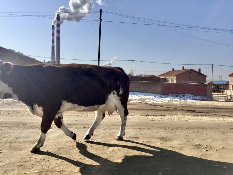 Cow on road