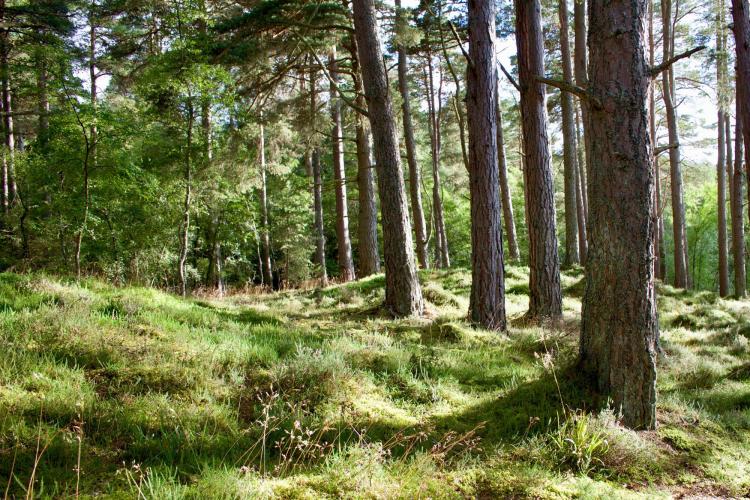 pine trees in a forest