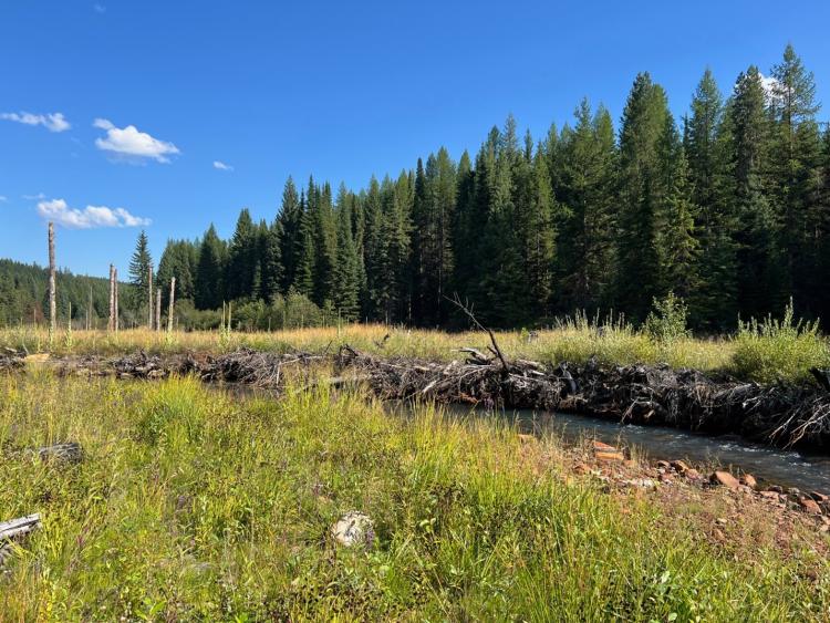 A recently restored section of Ninemile Creek