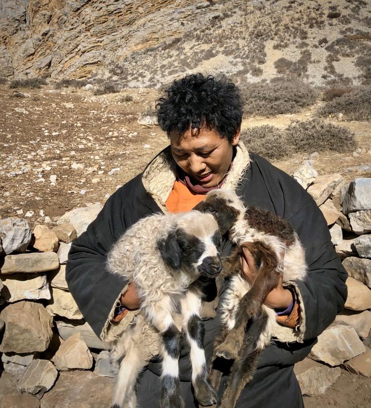 Phurwa and goats
