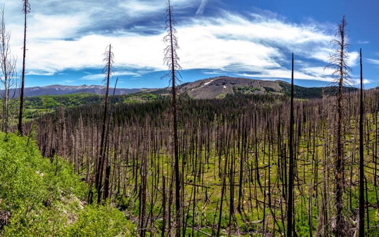 Burned Trees from the West Fork Complex Fire in 2013.