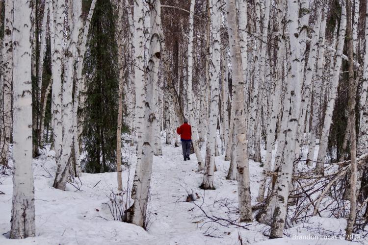 Man walking through arctic forest of birch trees