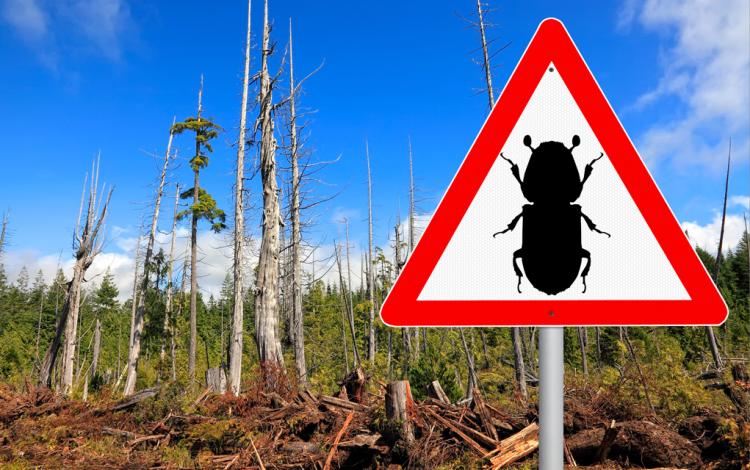 Triangular sign with silhouette of beetle. Dead tree in the background.