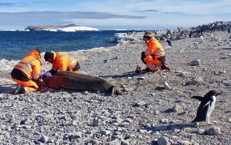 Researchers tagging seal on rocky Antarctic beach