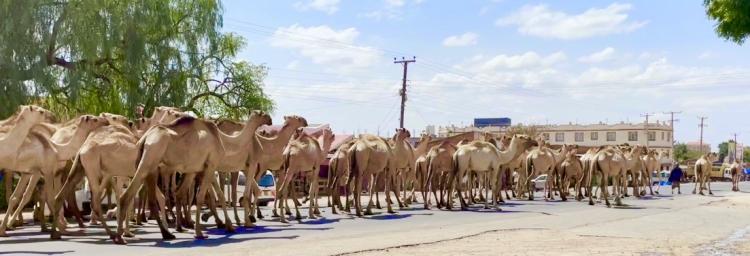 Camels