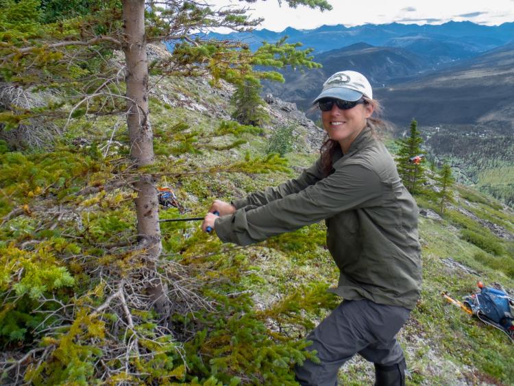 Woman drilling a hole in a small tree in the mountains