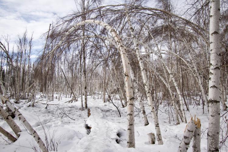 bent over trees in arctic