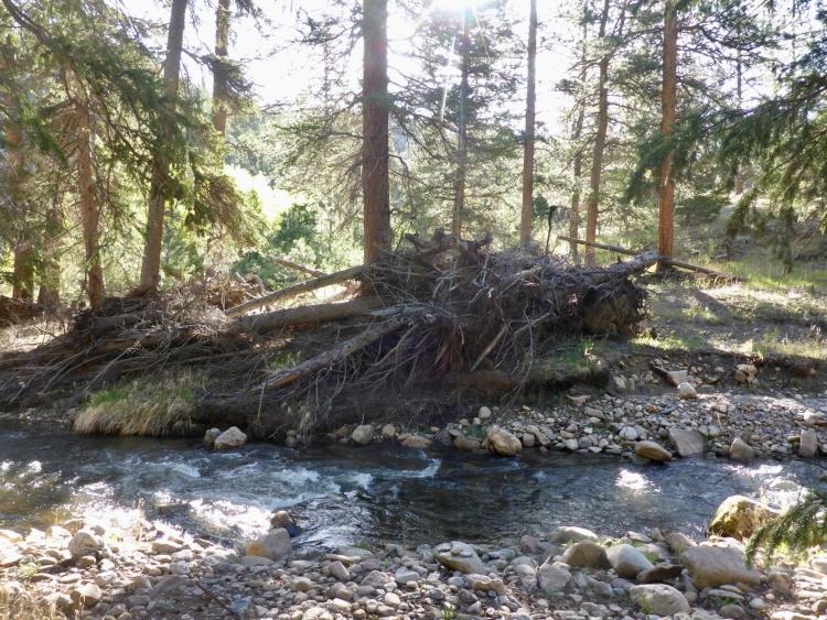 Downed, dead wood in river channel