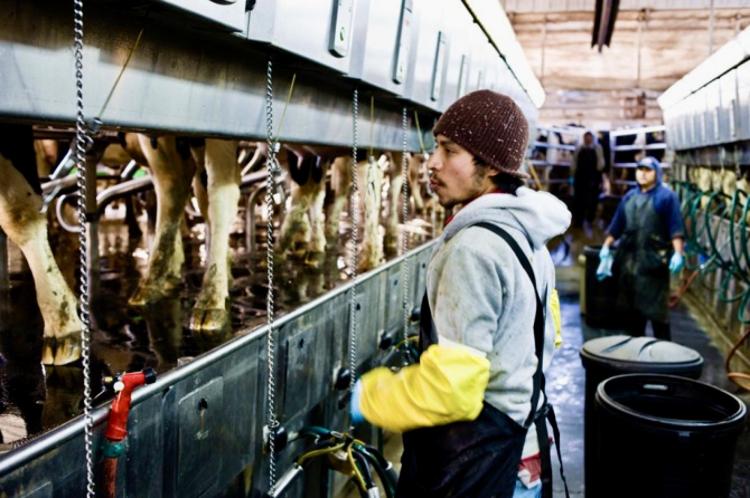 Slaughterhouse worker