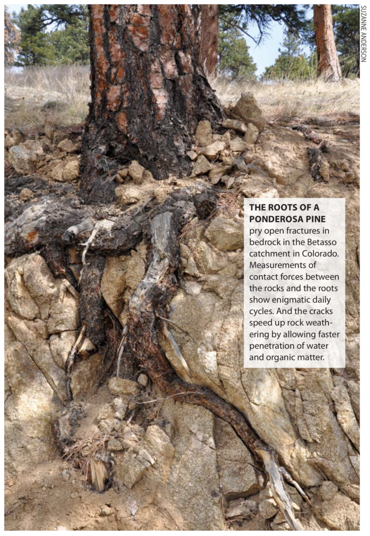 A base of a tree with roots exposed over rock