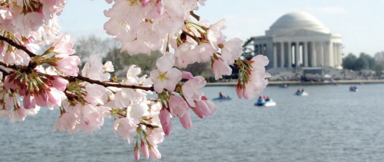 cherry tree in bloom with Jefferson Monument in background