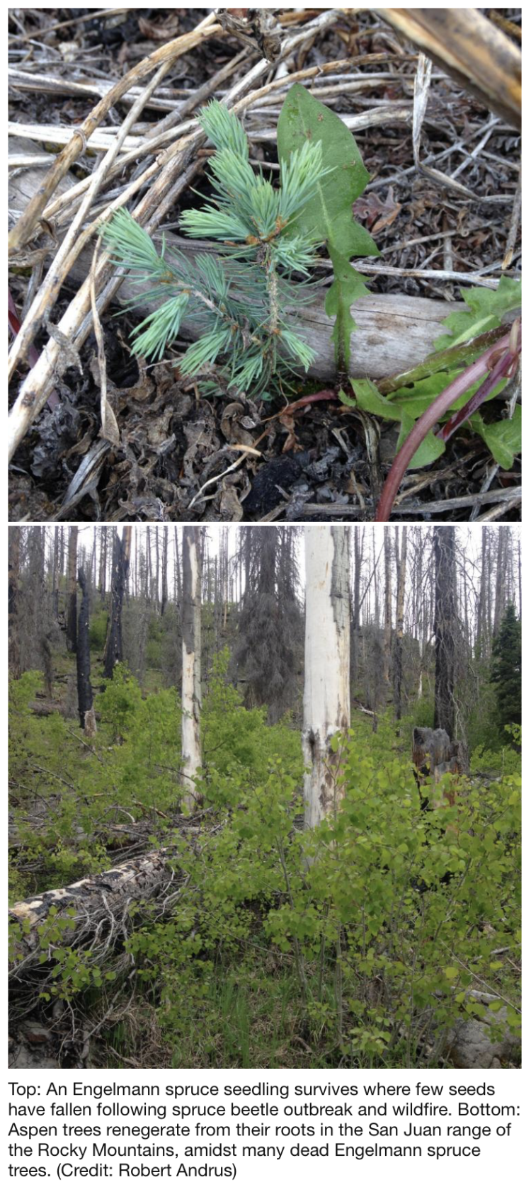 Top: An Engelmann spruce seedling survives where few seeds have fallen following spruce beetle outbreak and wildfire. Bottom: Aspen trees renegerate from their roots in the San Juan range of the Rocky Mountains, amidst many dead Engelmann spruce trees. (Credit: Robert Andrus)