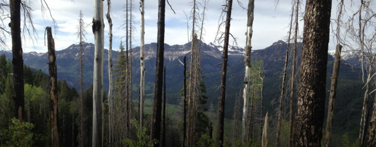 A forest in the San Juan range of the Rocky Mountains, with dead Engelmann spruce trees alongside live aspen trees.