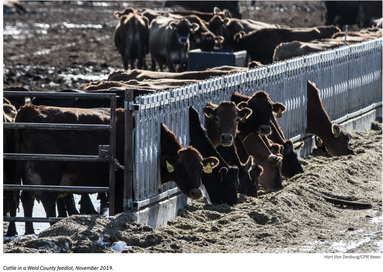 Cattle in feedlot