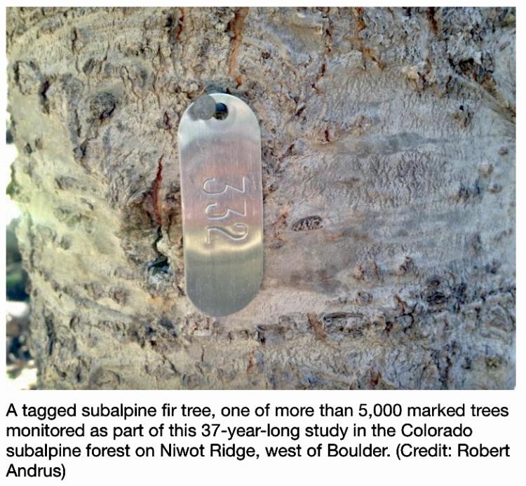 A tagged subalpine fir tree, one of more than 5,000 marked trees monitored as part of this 37-year-long study in the Colorado subalpine forest on Niwot Ridge, west of Boulder.
