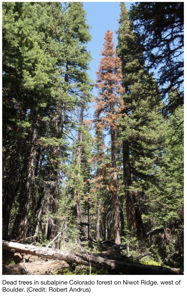 Dead trees in subalpine Colorado forest on Niwot Ridge, west of Boulder.