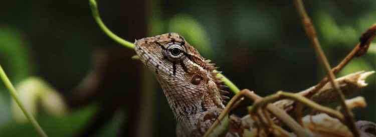 lizard