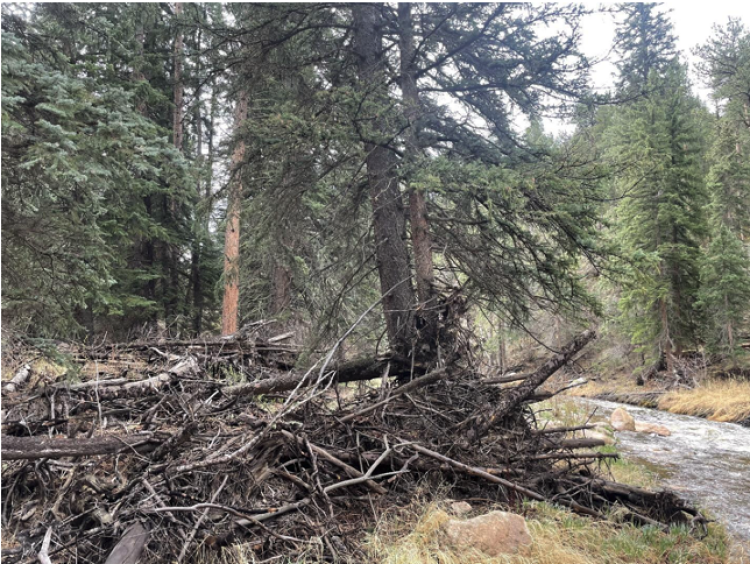 Figure 2: A wood jam on the West Creek floodplain near Estes Park, CO.