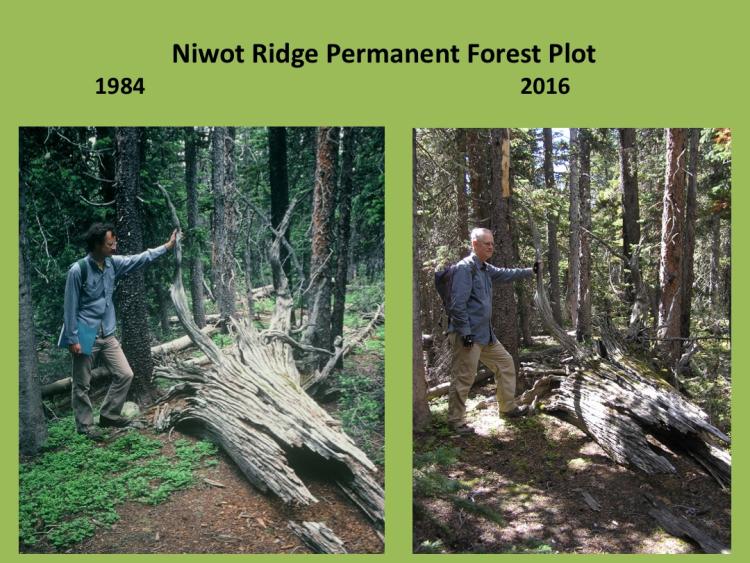 2 photos juxtaposed: man standing in next to rotting, downed tree in 1984 and 2016