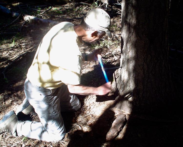 Man coring a tree in the forest