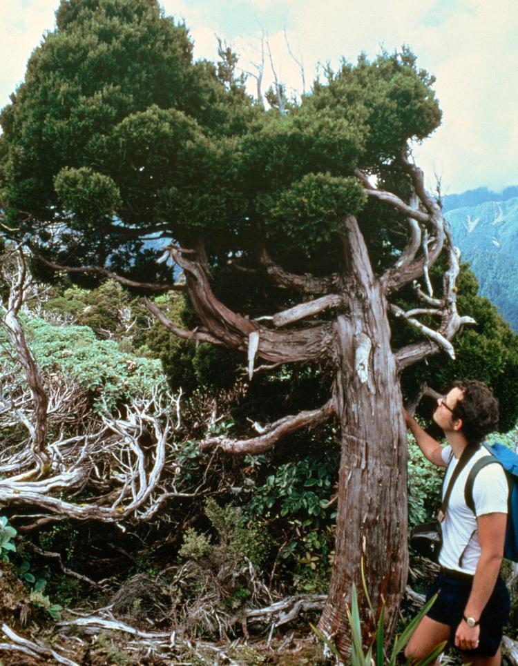 Backpacker looking up at a tree