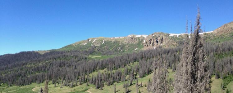 Mountain landscape with stands of beetle kill trees