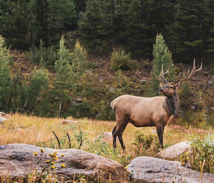 A male elk stands in a forest clearing