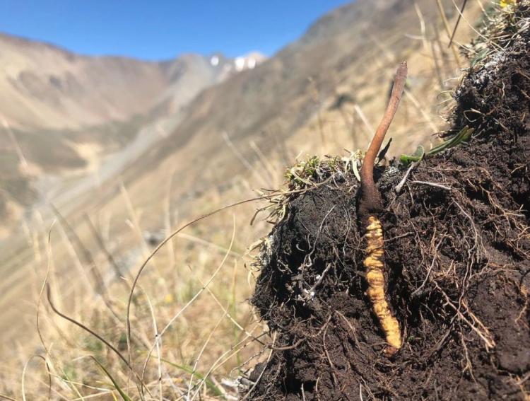 plant in mountains