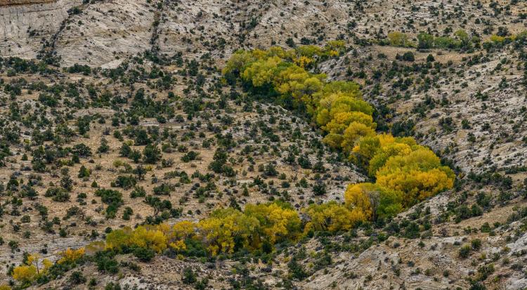 Aerial photo of arid landscape with tree along a creek