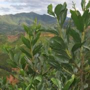 Closeup of plants. Mountain backdrop.