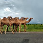 A herd of camels walking down the road