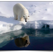 Polar bear looking into the water