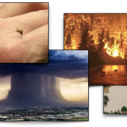 Photocollage of mosquito biting hand, a super storm, wildfire, and a flooded housing development