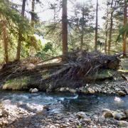 Tree debris on creek bank.