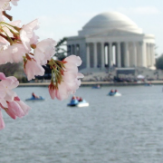 cherry tree in bloom with Jefferson Monument in background