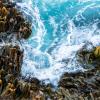 kelp