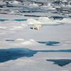 Polar bear on ice in the Arctic
