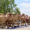 Camels