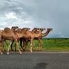 A herd of camels walking down the road
