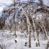 bent over trees in arctic forest