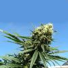 Hemp plant