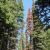 Dead tree in a forest