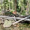 Forest with woman