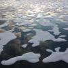 Sea ice