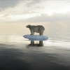 Polar bear on tiny floating ice