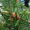 Pinecone on a tree limb